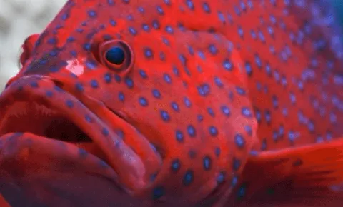 Leopard coral grouper