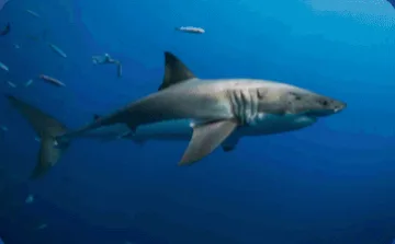 Shark from a Want to see collection