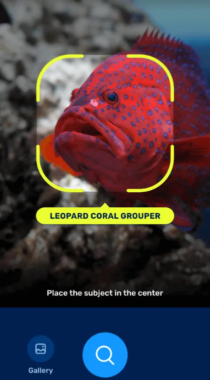 Camera view with the fish in the frame